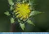 Photo:  Indian Blanket Flower Bud, Wilmington DE, USA © 2013 Dee Langevin 