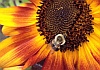 Sunflower and Friend © 2013 Joyce Gore 