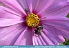 Photo: Bee Loves Flower, Pierpont, OH USA © 2013 Joyce Gore