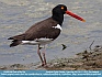 American Oyster Catcher, Cape May, NJ, USA © 2013 Dee Langevin