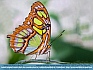 Malachite Butterfly (Siproeta stelenes) Hershey, PA  USA © 2013  Dee Langevin