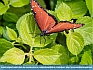 Photo:  Queen Butterfly (Danaus gilippus),  Hershey, PA  USA© 2013  Dee Langevin