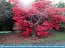 Ladin Red, Autumn in Mullingar, Ireland © 2013  World-Link 