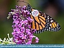 Tagged  Monarch, Norfolk, VA, USA © 2013 Dee Langevin