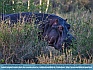        Hippo “Hiding” in the Bushes, Serengeti, Tanzania Africa   © 2013  Dee Langevin