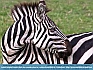 Zebra Maze, Serengeti, Tanzania, Africa  © 2014  Dee Langevin