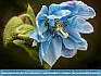 Double Blue Poppy, Kennett Sq,  PA, USA  © 2014  Dee Langevin