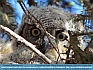 Photo:  Great Horned Owlet, Potholes Reservoir, Washington, USA© 2014  George Allen
