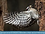 Photo:   Downy Woodpecker, McLainsville, NC, USA © 2014 Dee Langevin 