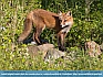 Photo:  Red Fox, Townsend, DE, USA © 2014 Dee Langevin 