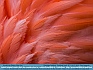 Photo: Flamingo Feathers, Scotland Neck, NC, USA © 2014 Dee Langevin