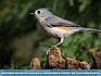 Tufted TItmouse, McLeansville, NC  USA  © 2014 Dee Langevin
