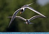 Photo:  Common Terns Searching for Fish, Smyrna, DE, USA ©  2014 Dee Langevin
