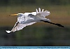 Photo:  Great Egret Flight, Smyrna, DE, USA © 2014 Dee Langevin