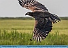 Immature Bald Eagle Over the Marsh Smyrna, DE, USA © 2014 Dee Langevin