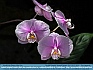 Orchid Quartet,  Kennett Square, PA, USA © 2014 Dee Langevin