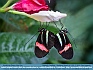 Butterfly Coupling ,  Mackinac Island, MI  USA  © 2014  Dee Langevin