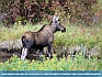 Flint Creek Moose, Flint Creek, MT USA © 2014  George Allen