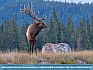 Bull Elk Surveying His Domain,  Jasper National Park, Canada © 2014  Dee Langevin