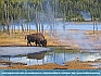 Bison Drinking from a Thermal Pool , Yellowstone National Park, WY  USA© 2014 Dee Langevin