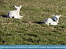 Llandudno Lambs, Wales, UK  © 2015  Mike Lester