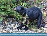 Black Bear in Berry Heaven, Glacier National Park, MT  USA  © 2015  Dee Langevin