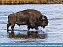 Photo:   Bison River Crossing , Yellowstone NP, WY  USA © 2015  Dee Langevin