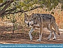 Mexican Wolf, Santa Fe, New  Mexico, USA © 2015 Dee Langevin  
