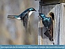 Tree Swallow  Altercation, Smyrna, DE, USA  © 2015 Dee Langevin       