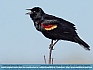 Red Winged Blackbird Singing , Smyrna, DE, USA © 2015 Dee Langevin 