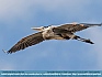 Great Blue Heron in  Flight , Smyrna, DE  USA © 2015   Dee Langevin