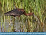 Glossy Ibis  Foraging, Smyrna, DE, USA © 2015 Dee Langevin