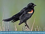 Photo:   Red WIng Blackbird, Smyrna, DE, USA © 2015 Dee Langevin 