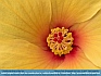 Photo:    Hibiscus Core, Townsend, DE, USA   © 2015   Dee Langevin