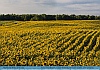 Acres of Sunflowers , Upper Peninsula, MI  USA  © 2015   Dee Langevin