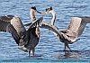 Heron Tango, Smyrna, DE USA  © 2015   Dee Langevin