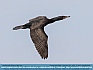 Cormorant Flight, Smyrna. DE, USA © 2015 Dee Langevin 