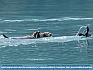 Photo:  Sea Otters Playing , Glacier Bay, AK USA© 2015 Dee Langevin
