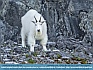 Mountain Goat,  Glacier Bay, AK USA © 2015 Dee Langevin 