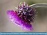 Purple Thistle, Grand Teton NP, WY USA © 2015  Dee Langevin