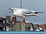 Photo:   "Rhos on Sea resident at work!" UK   © 2015 Mike Lester