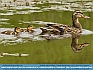 Photo:   Mallard and Ducklings , Townsend Delaware USA © 2016 Dee Langevin