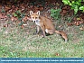   Urban Fox  visiting the back Garden, UK  © 2016  Mike Lester